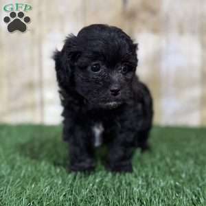 Cookie, Shih-Poo Puppy